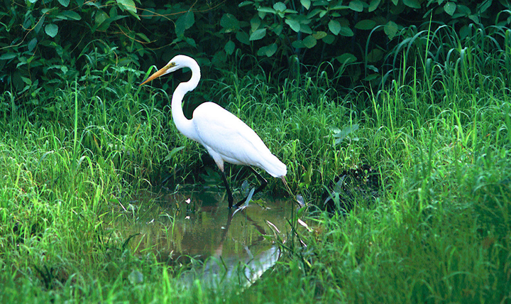 egret.jpg