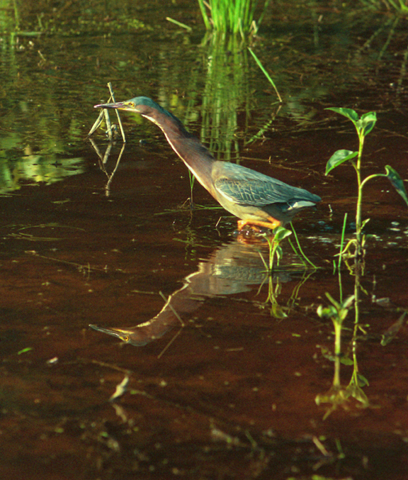 greenbackedheron1.jpg