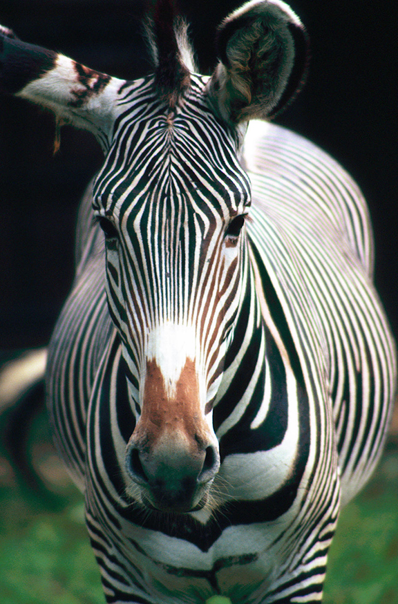 zebra.jpg